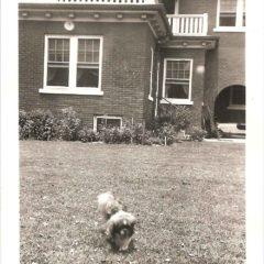 (HTC.2010.8.11) - Dog in Backyard of Wilbur Edward Hightower Home, 810 NW 15