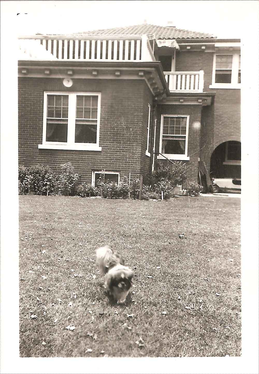 (HTC.2010.8.11) - Dog in Backyard of Wilbur Edward Hightower Home, 810 NW 15