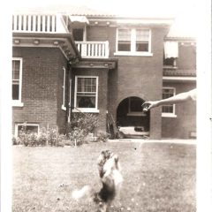 (HTC.2010.8.22) - Dog in Backyard of Wilbur Edward Hightower Home, 810 NW 15