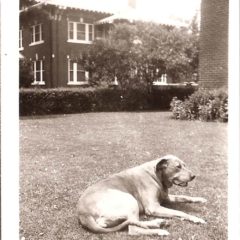 (HTC.2010.8.23) - Dog in Backyard of Wilbur Edward Hightower Home, 810 NW 15