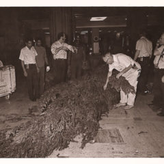 (FNB.2010.2.09) - Christmas Tree Prepped for Assembly in the Great Banking Hall, First National Center, c. 1974