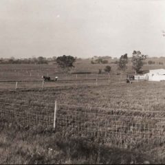 (RAC.2010.08.07) - Pasture, View Northwest, Belle Isle Dairy, c. 1912