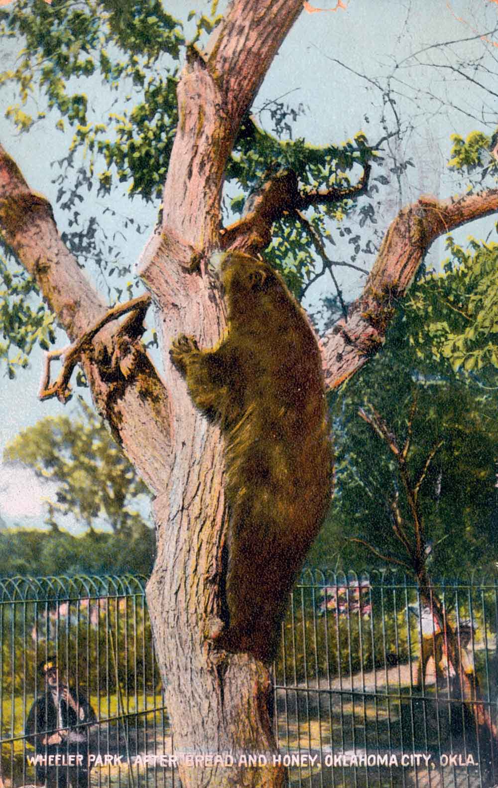 (RACp.2010.14.63) - After Bread and Honey, Wheeler Park Zoo, postmarked 25 April 1910