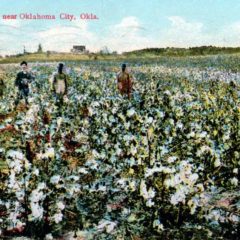 (RACp.2010.20.08) - Cotton Field Near Oklahoma City, postmarked 28 Aug 1910