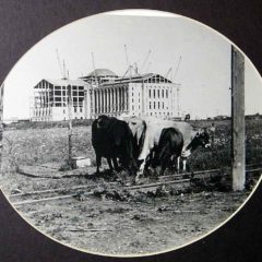 (BLVD.2010.1.25) - State Capitol under Construction while Cattle Graze near the Yellow Mule Line&#039;s Streetcar Tracks, 1916