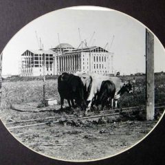 (BLVD.2010.1.25) - State Capitol under Construction while Cattle Graze near the Yellow Mule Line's Streetcar Tracks, 1916